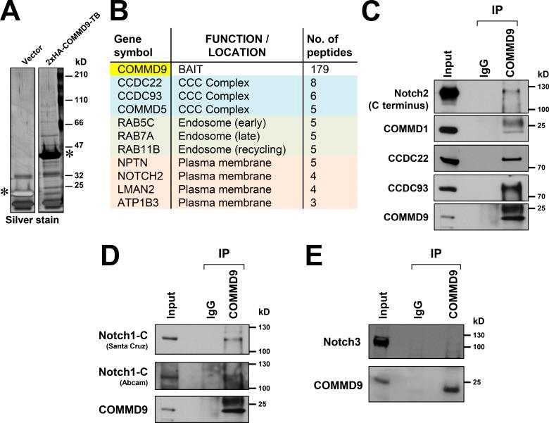 https://cdn.ncbi.nlm.nih.gov/pmc/blobs/92d1/4639872/cb7384bf6d42/JCB_201505108_Fig1.jpg
