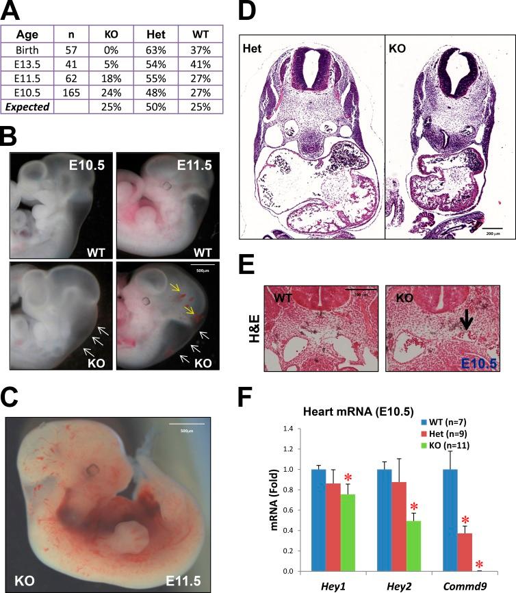 https://cdn.ncbi.nlm.nih.gov/pmc/blobs/92d1/4639872/e03bfd9ebabd/JCB_201505108_Fig5.jpg