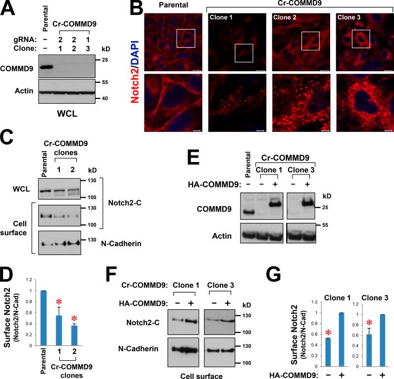 https://cdn.ncbi.nlm.nih.gov/pmc/blobs/92d1/4639872/e8cdf91f40c2/JCB_201505108_Fig2.jpg