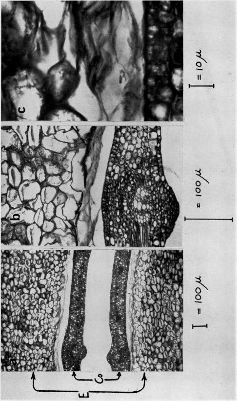 https://cdn.ncbi.nlm.nih.gov/pmc/blobs/92d2/1086505/b481737d1ac7/plntphys00494-0004-a.jpg