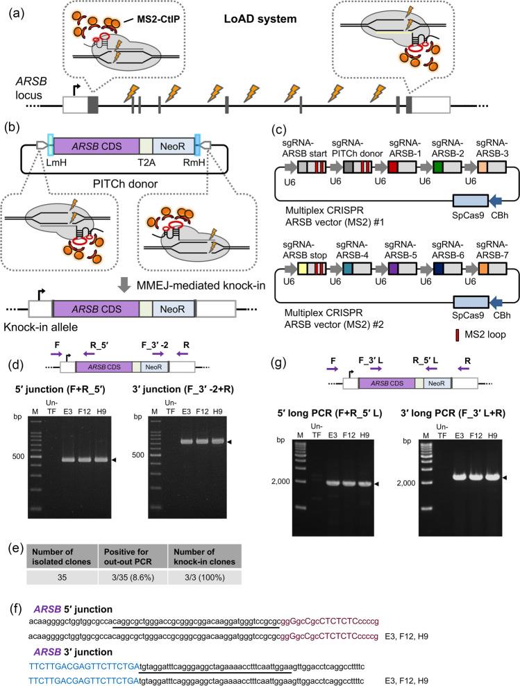 https://cdn.ncbi.nlm.nih.gov/pmc/blobs/92d7/11297102/0ae71195208c/11626_2024_850_Fig4_HTML.jpg