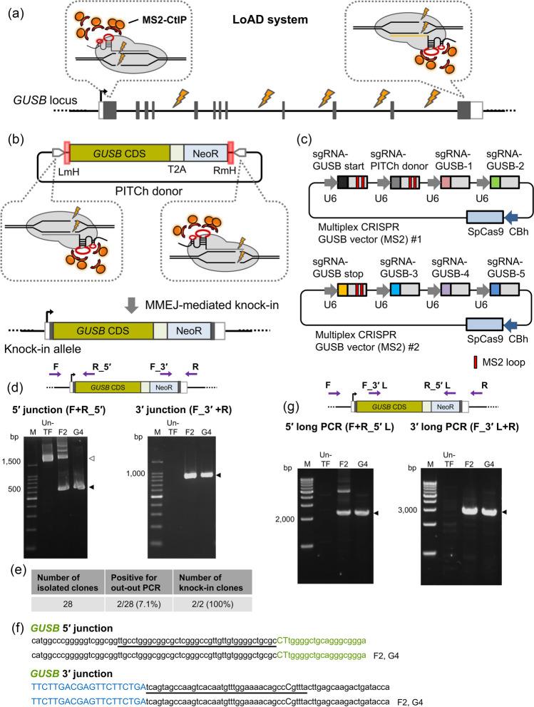 https://cdn.ncbi.nlm.nih.gov/pmc/blobs/92d7/11297102/6c81c22662e3/11626_2024_850_Fig3_HTML.jpg
