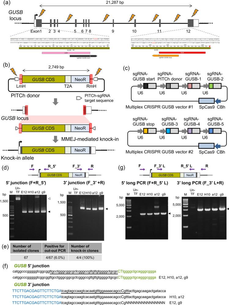 https://cdn.ncbi.nlm.nih.gov/pmc/blobs/92d7/11297102/e28da41bd955/11626_2024_850_Fig1_HTML.jpg