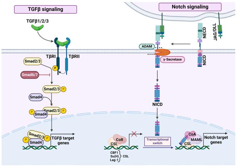 https://cdn.ncbi.nlm.nih.gov/pmc/blobs/92d7/11477142/1c0c357fe4a0/ijms-25-10803-g002.jpg