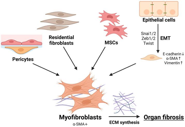 https://cdn.ncbi.nlm.nih.gov/pmc/blobs/92d7/11477142/7fc4da901d4e/ijms-25-10803-g001.jpg