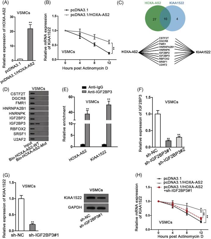 https://cdn.ncbi.nlm.nih.gov/pmc/blobs/92d9/9715842/2a8d4cdcfb95/EHF2-9-2955-g003.jpg