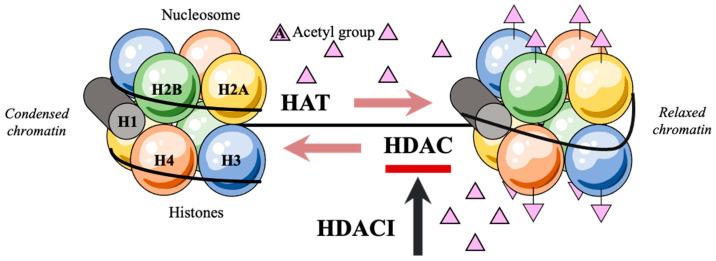 https://cdn.ncbi.nlm.nih.gov/pmc/blobs/92da/10137219/edc2664d7a77/cancers-15-02222-g001.jpg