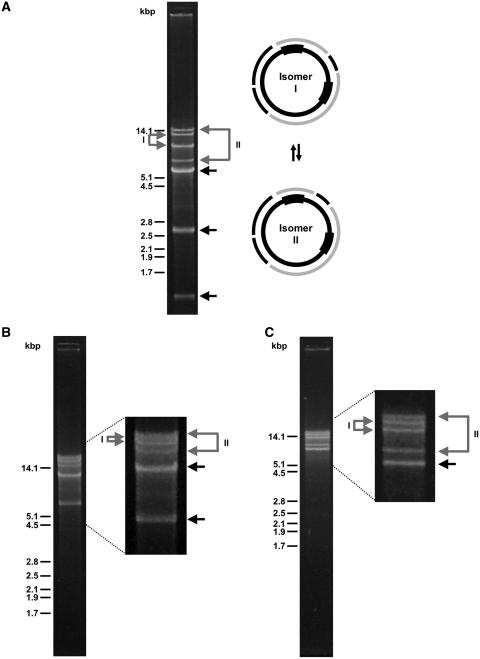 https://cdn.ncbi.nlm.nih.gov/pmc/blobs/92da/3105423/61b3d8b25584/gkq1345f2.jpg