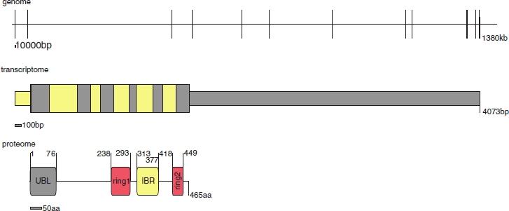 https://cdn.ncbi.nlm.nih.gov/pmc/blobs/92db/3056147/425abb00de8a/humu0031-0763-f3.jpg