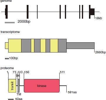 https://cdn.ncbi.nlm.nih.gov/pmc/blobs/92db/3056147/42fcb29d8e1c/humu0031-0763-f4.jpg