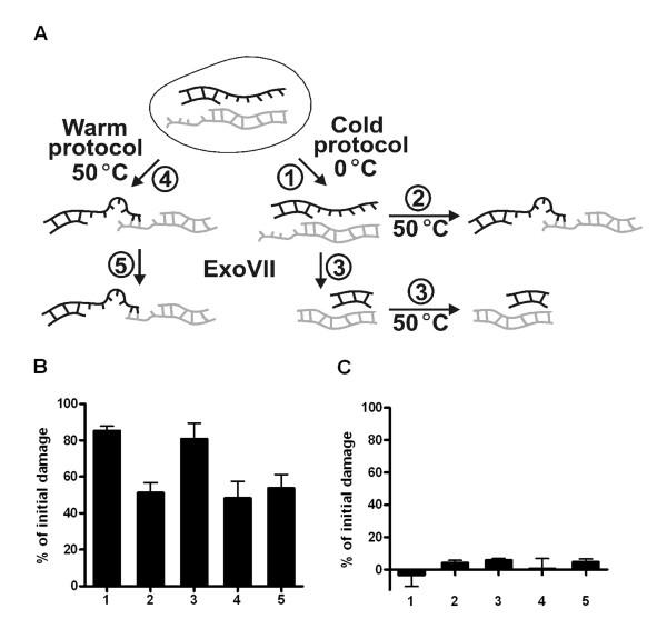 https://cdn.ncbi.nlm.nih.gov/pmc/blobs/92dc/2174948/2ea10cac2873/1471-2199-8-97-2.jpg