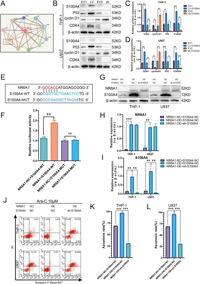 https://cdn.ncbi.nlm.nih.gov/pmc/blobs/92dd/12202665/23be65b45725/fphar-16-1574759-g008.jpg