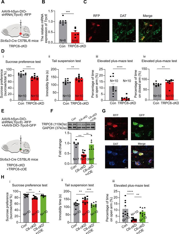 https://cdn.ncbi.nlm.nih.gov/pmc/blobs/92de/11623934/12eaa9b7b68f/elife-88319-fig7.jpg