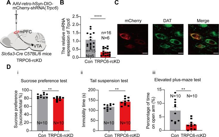 https://cdn.ncbi.nlm.nih.gov/pmc/blobs/92de/11623934/2b85dc3b78db/elife-88319-fig8.jpg