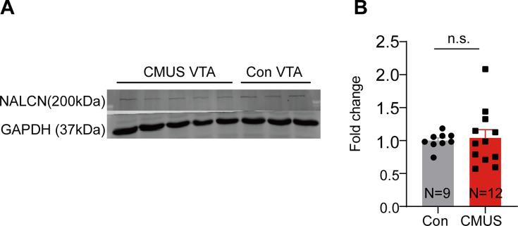 https://cdn.ncbi.nlm.nih.gov/pmc/blobs/92de/11623934/b105062db7fa/elife-88319-fig6-figsupp3.jpg