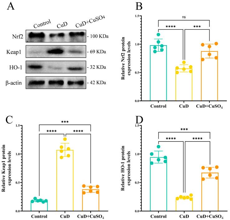 https://cdn.ncbi.nlm.nih.gov/pmc/blobs/92de/11722843/ed76d7a85bbf/nutrients-17-00117-g007.jpg