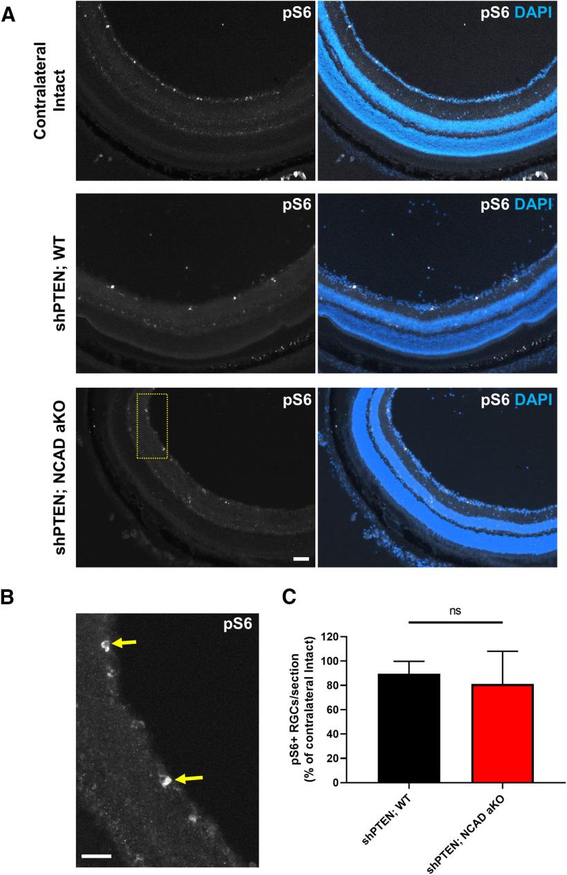 https://cdn.ncbi.nlm.nih.gov/pmc/blobs/92e4/7688304/4b3f3e397676/SN-ENUJ200258F007.jpg