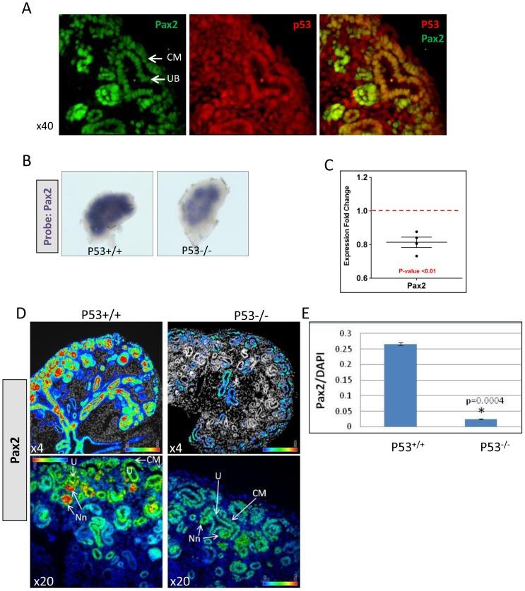 https://cdn.ncbi.nlm.nih.gov/pmc/blobs/92f0/3440354/aa1c03805716/pone.0044869.g002.jpg