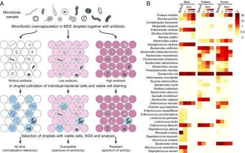 https://cdn.ncbi.nlm.nih.gov/pmc/blobs/92f0/6156654/39a12f7b0516/pnas.1811250115fig04.jpg