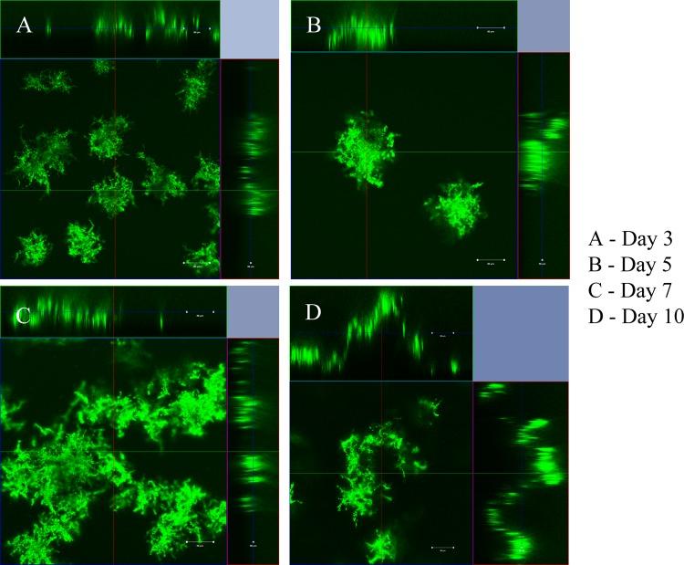 https://cdn.ncbi.nlm.nih.gov/pmc/blobs/92f1/4704195/16f607ed075b/zac0011646890002.jpg