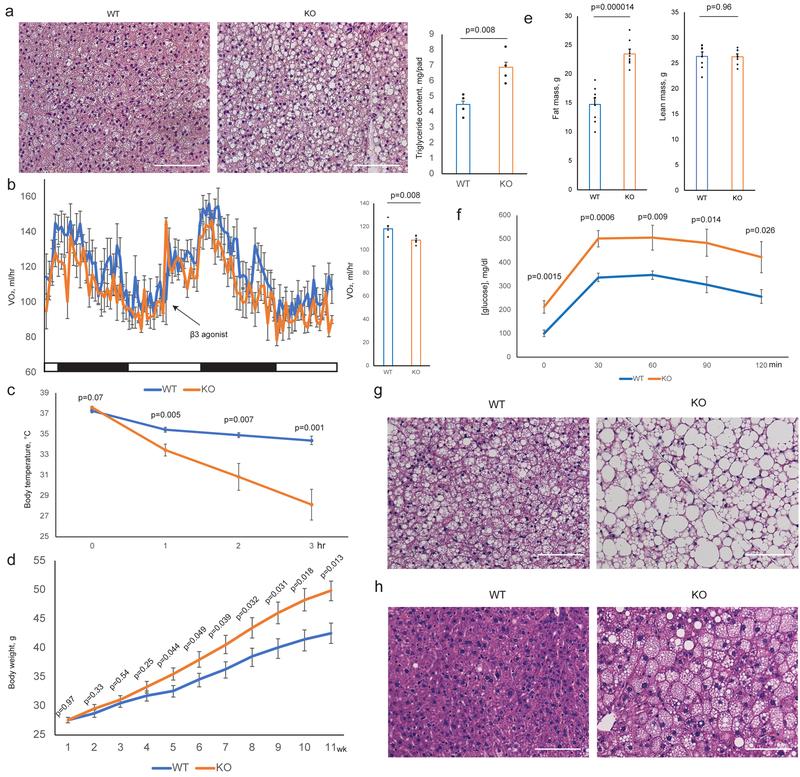https://cdn.ncbi.nlm.nih.gov/pmc/blobs/92f3/6589139/77f686e9589f/nihms-1526202-f0003.jpg