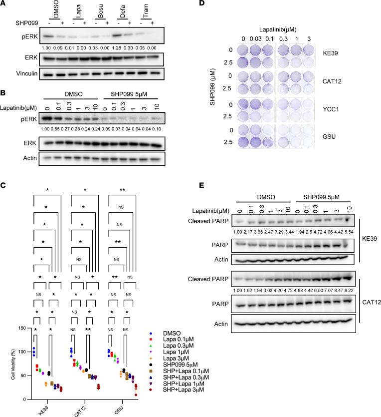 https://cdn.ncbi.nlm.nih.gov/pmc/blobs/92f3/9977440/e5c6dbb5f35b/jciinsight-8-152714-g164.jpg