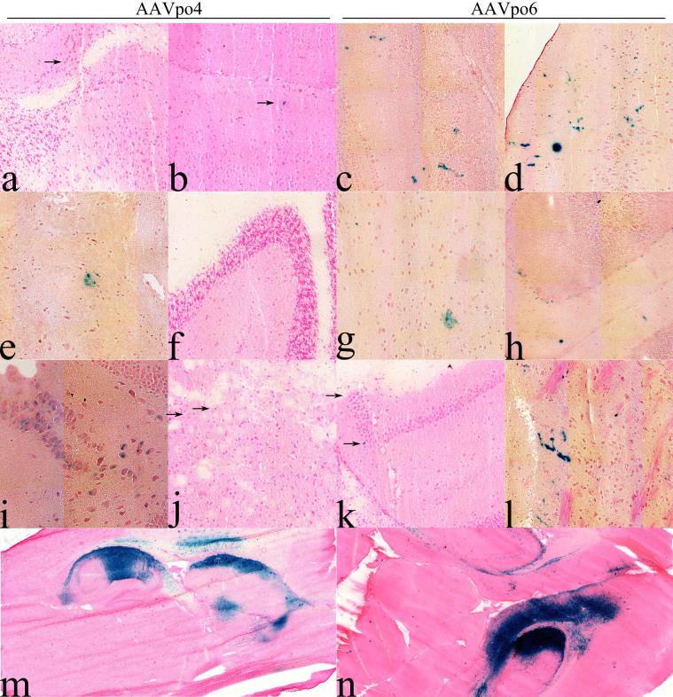 https://cdn.ncbi.nlm.nih.gov/pmc/blobs/92f5/4205840/9638d38c9113/srep06644-f8.jpg