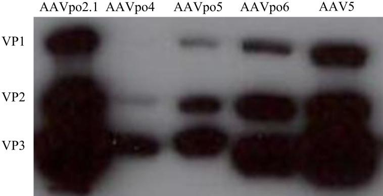 https://cdn.ncbi.nlm.nih.gov/pmc/blobs/92f5/4205840/e629046871ce/srep06644-f2.jpg