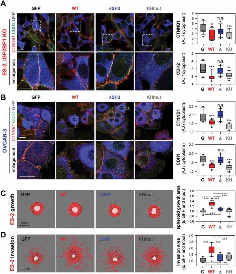 https://cdn.ncbi.nlm.nih.gov/pmc/blobs/92f6/7951963/c5b006535f54/KRNB_A_1812894_F0005_C.jpg