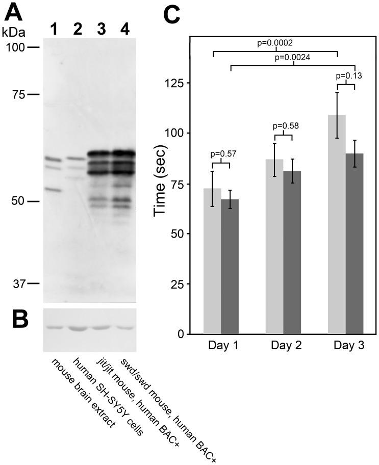 https://cdn.ncbi.nlm.nih.gov/pmc/blobs/92f8/3511541/22da76f50f9b/pone.0050570.g005.jpg