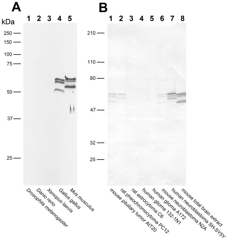 https://cdn.ncbi.nlm.nih.gov/pmc/blobs/92f8/3511541/af19af3e896b/pone.0050570.g002.jpg