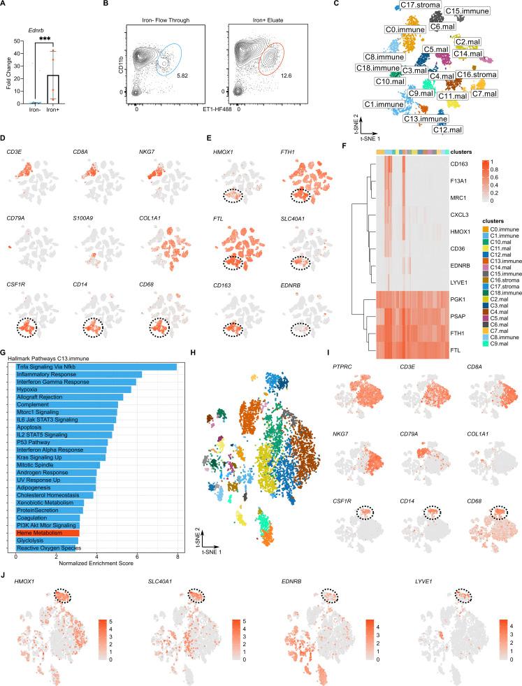 https://cdn.ncbi.nlm.nih.gov/pmc/blobs/92fa/11457473/5e72be3d90c6/JEM_20230420_Fig3.jpg