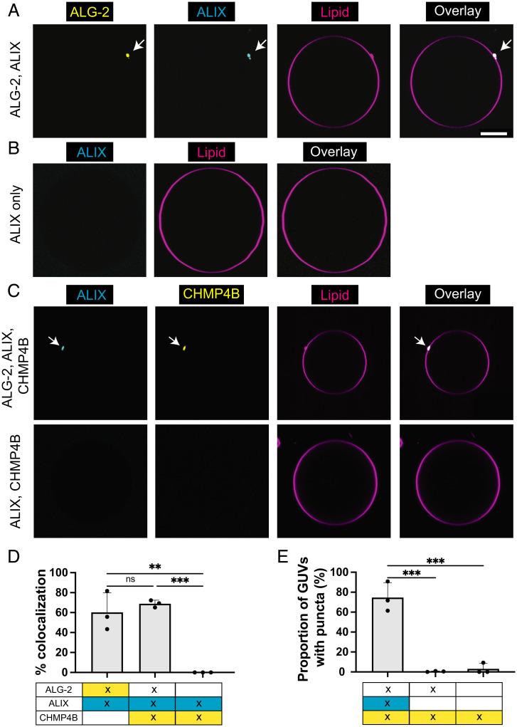https://cdn.ncbi.nlm.nih.gov/pmc/blobs/92fb/9436306/52843d4d16d0/pnas.2205590119fig02.jpg