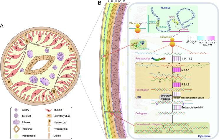 https://cdn.ncbi.nlm.nih.gov/pmc/blobs/92fe/9684166/38cf1404d829/gr4.jpg