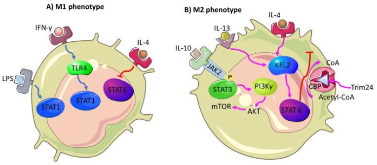 https://cdn.ncbi.nlm.nih.gov/pmc/blobs/9300/8945019/49c9c1876a92/biomedicines-10-00682-g004.jpg