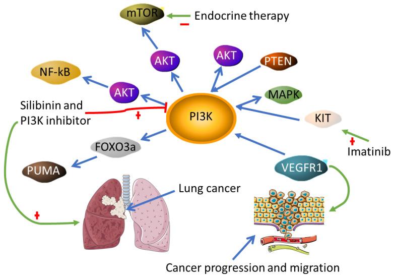 https://cdn.ncbi.nlm.nih.gov/pmc/blobs/9300/8945019/5ce933741eb8/biomedicines-10-00682-g007.jpg