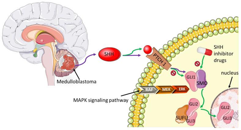 https://cdn.ncbi.nlm.nih.gov/pmc/blobs/9300/8945019/895b1bda8d62/biomedicines-10-00682-g005.jpg