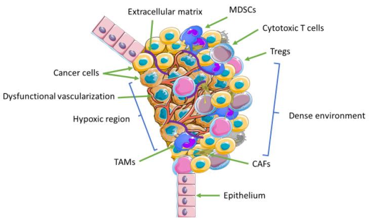 https://cdn.ncbi.nlm.nih.gov/pmc/blobs/9300/8945019/f3a1725e854c/biomedicines-10-00682-g002.jpg