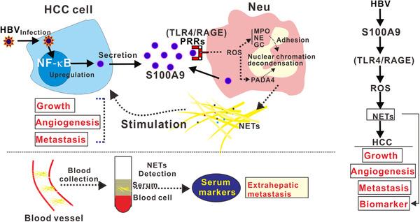 https://cdn.ncbi.nlm.nih.gov/pmc/blobs/9300/9926958/2c60733b186e/CAC2-43-225-g007.jpg