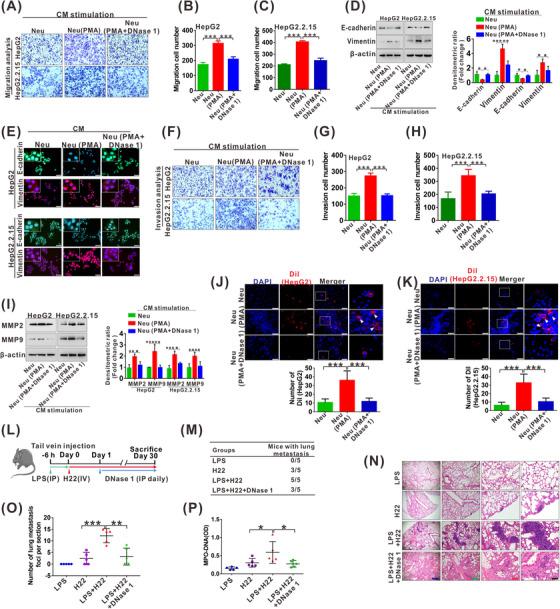 https://cdn.ncbi.nlm.nih.gov/pmc/blobs/9300/9926958/4c6ef18c090a/CAC2-43-225-g001.jpg