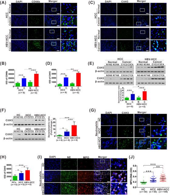 https://cdn.ncbi.nlm.nih.gov/pmc/blobs/9300/9926958/63d198dd4db7/CAC2-43-225-g005.jpg
