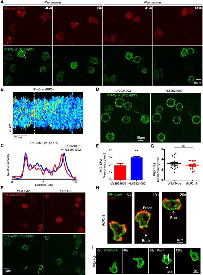 https://cdn.ncbi.nlm.nih.gov/pmc/blobs/9302/7883298/76fca027661d/EMBJ-40-e105094-g005.jpg