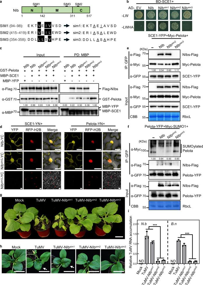 https://cdn.ncbi.nlm.nih.gov/pmc/blobs/9305/11697363/6441523896b9/41467_2024_55288_Fig5_HTML.jpg