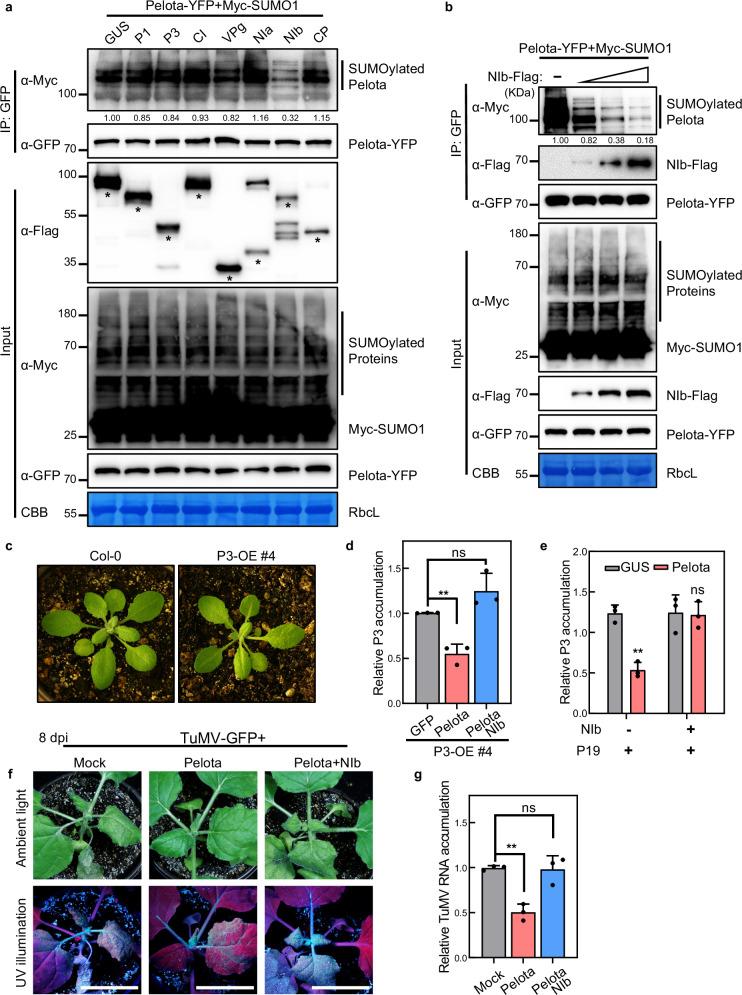 https://cdn.ncbi.nlm.nih.gov/pmc/blobs/9305/11697363/8eb8f60d5a2b/41467_2024_55288_Fig2_HTML.jpg