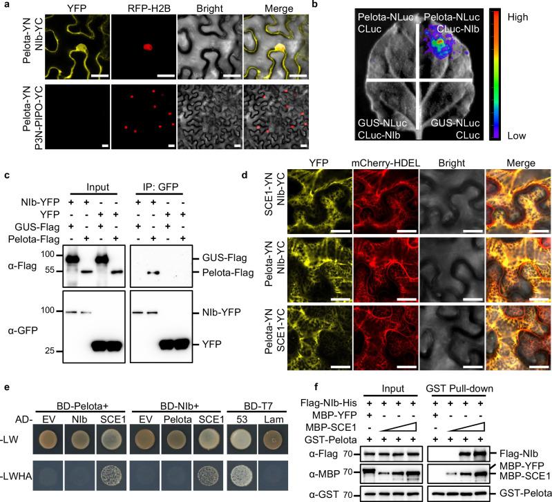 https://cdn.ncbi.nlm.nih.gov/pmc/blobs/9305/11697363/d38567724ce8/41467_2024_55288_Fig3_HTML.jpg