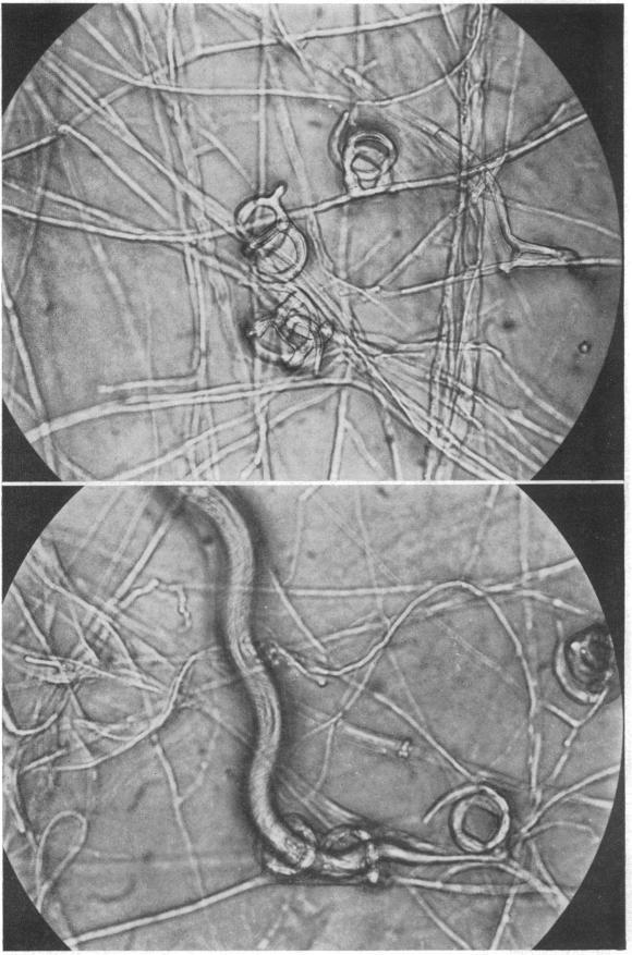 https://cdn.ncbi.nlm.nih.gov/pmc/blobs/9309/441188/0bc38f1d2d14/bactrev00138-0047-a.jpg