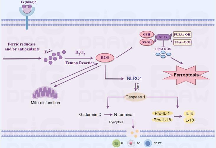 https://cdn.ncbi.nlm.nih.gov/pmc/blobs/930a/12374815/1691cd89f243/ijbsv21p4872g013.jpg