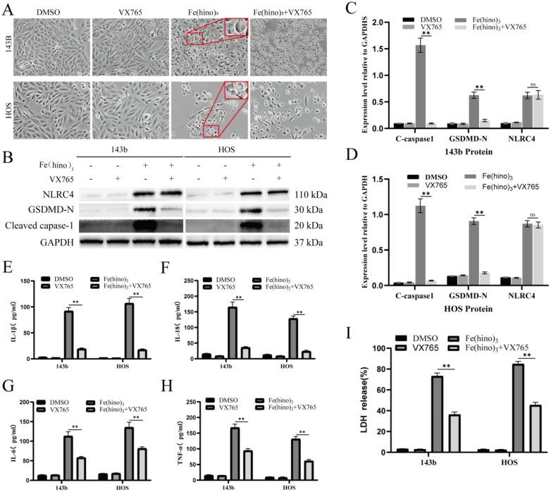 https://cdn.ncbi.nlm.nih.gov/pmc/blobs/930a/12374815/2a0c15450730/ijbsv21p4872g008.jpg