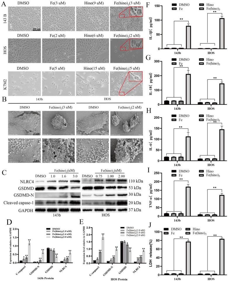 https://cdn.ncbi.nlm.nih.gov/pmc/blobs/930a/12374815/67272eccce36/ijbsv21p4872g005.jpg
