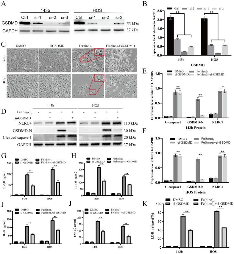 https://cdn.ncbi.nlm.nih.gov/pmc/blobs/930a/12374815/7d3e16b12172/ijbsv21p4872g009.jpg
